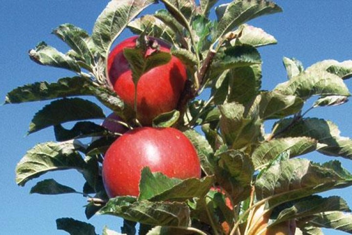  Les pommes d’antan, dernière chance pour la biodiversité  